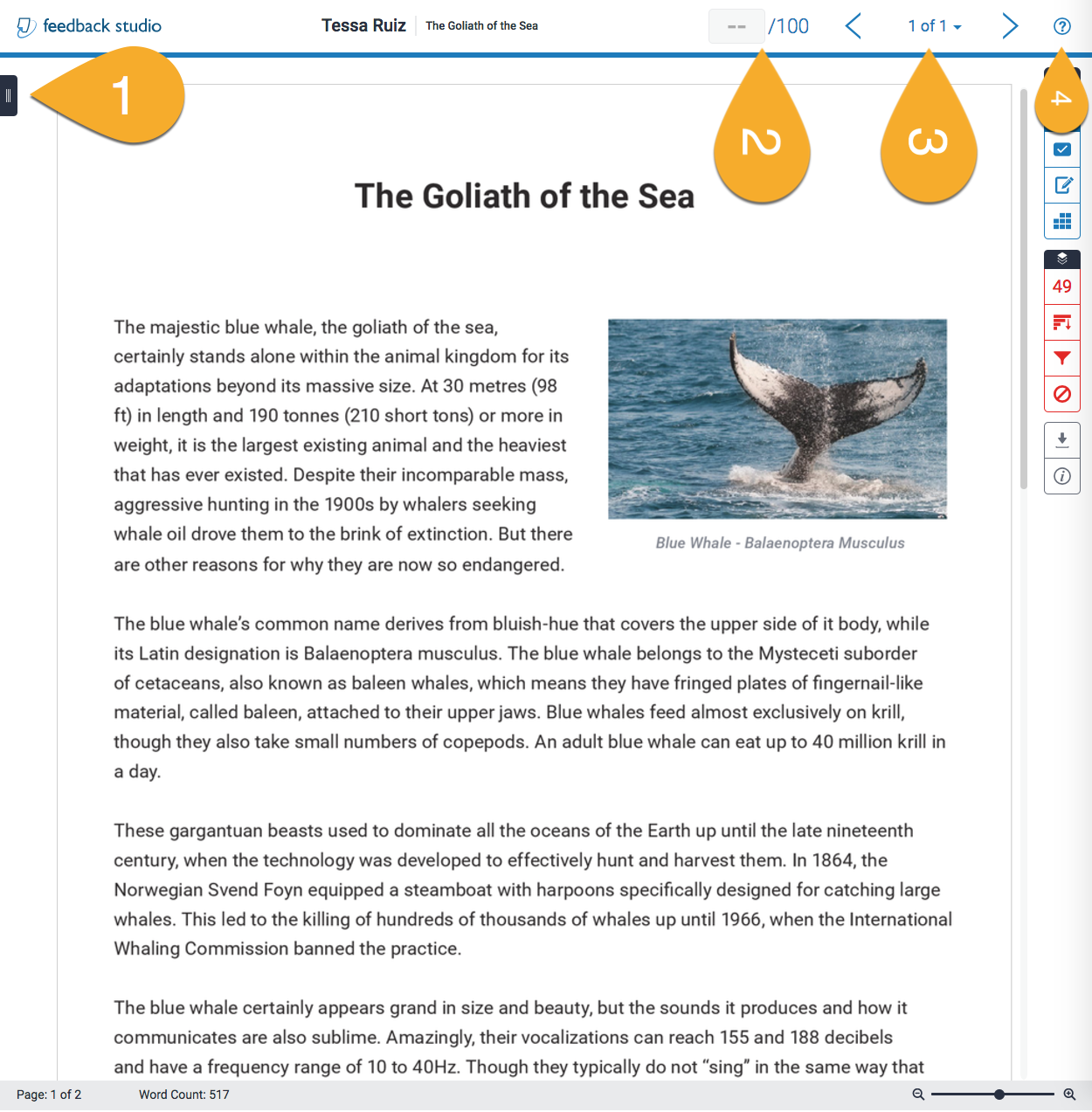 Turnitin document viewer